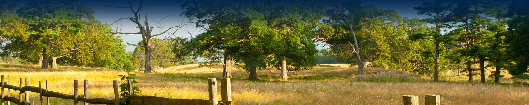header_image