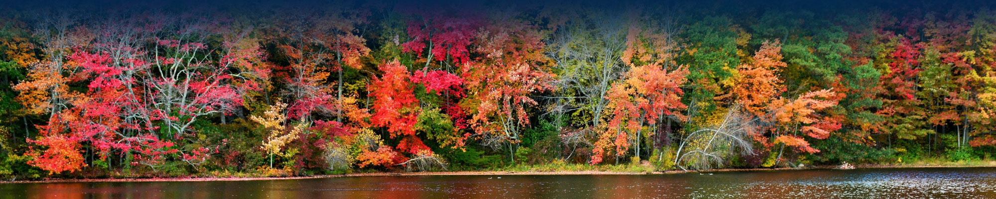 header_image